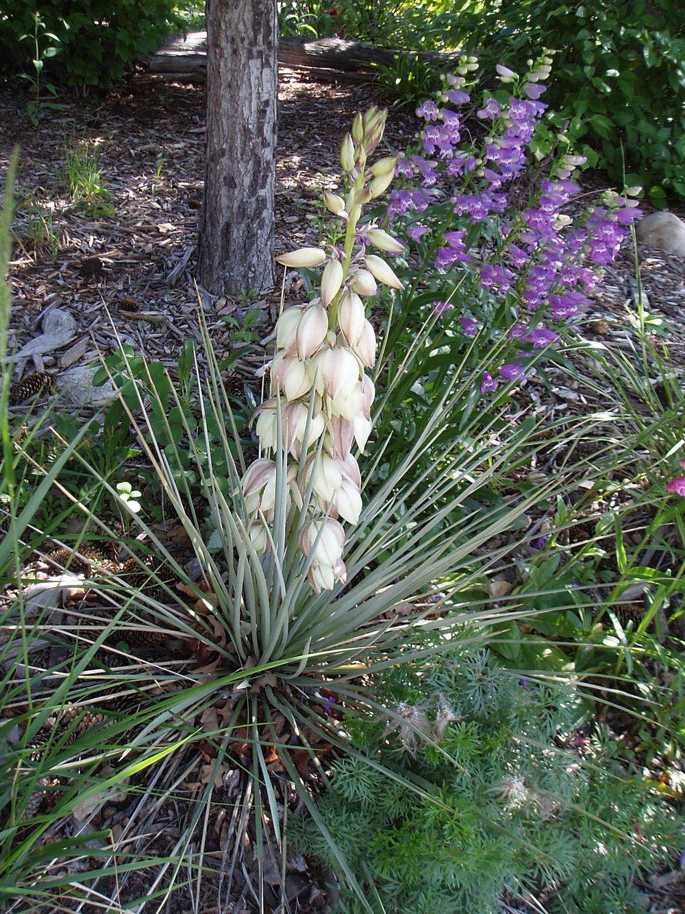 Photo of Soapweed (Yucca glauca) uploaded by growitall