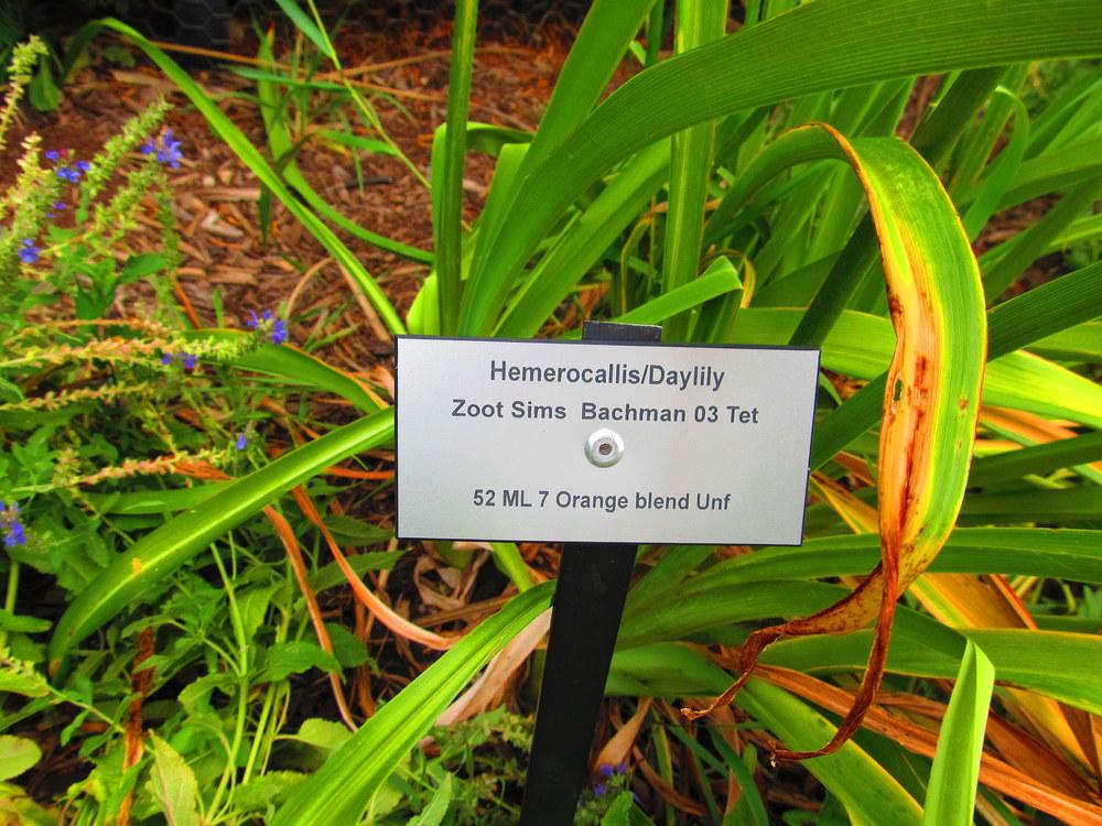 Photo of Daylily (Hemerocallis 'Zoot Sims') uploaded by jmorth