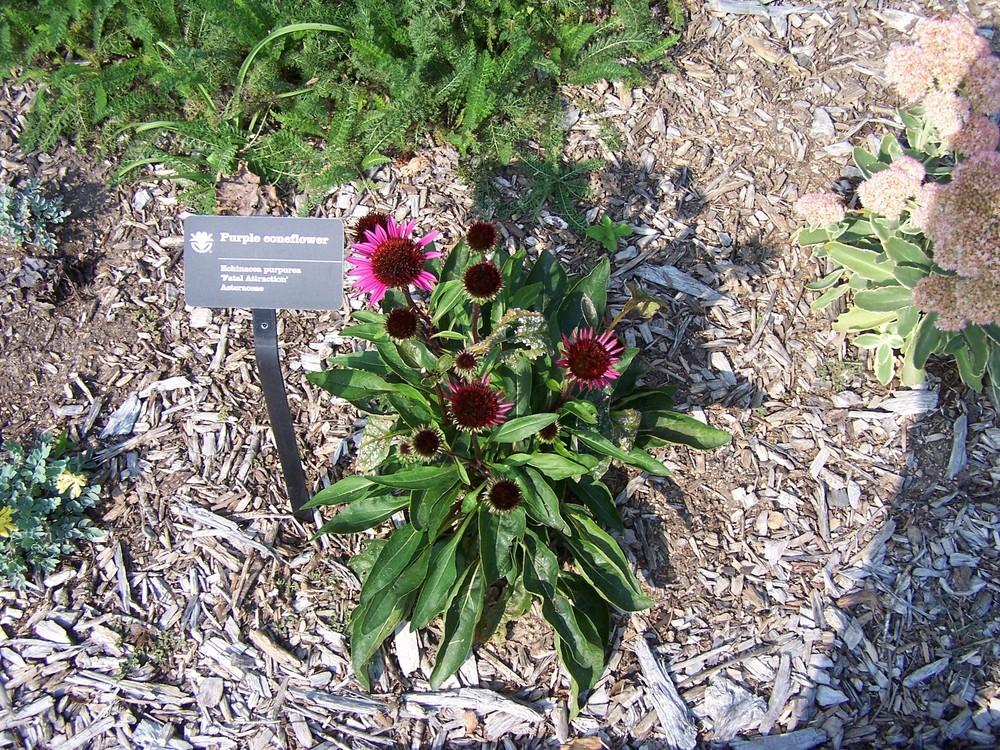Photo of Coneflower (Echinacea 'Fatal Attraction') uploaded by jmorth