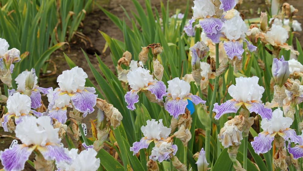 Photo of Tall Bearded Iris (Iris 'Pick-Up Line') uploaded by ARUBA1334