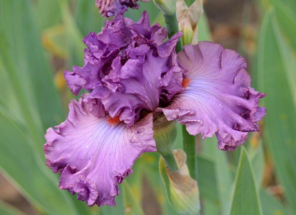 Photo of Tall Bearded Iris (Iris 'Glamourous Life') uploaded by ARUBA1334