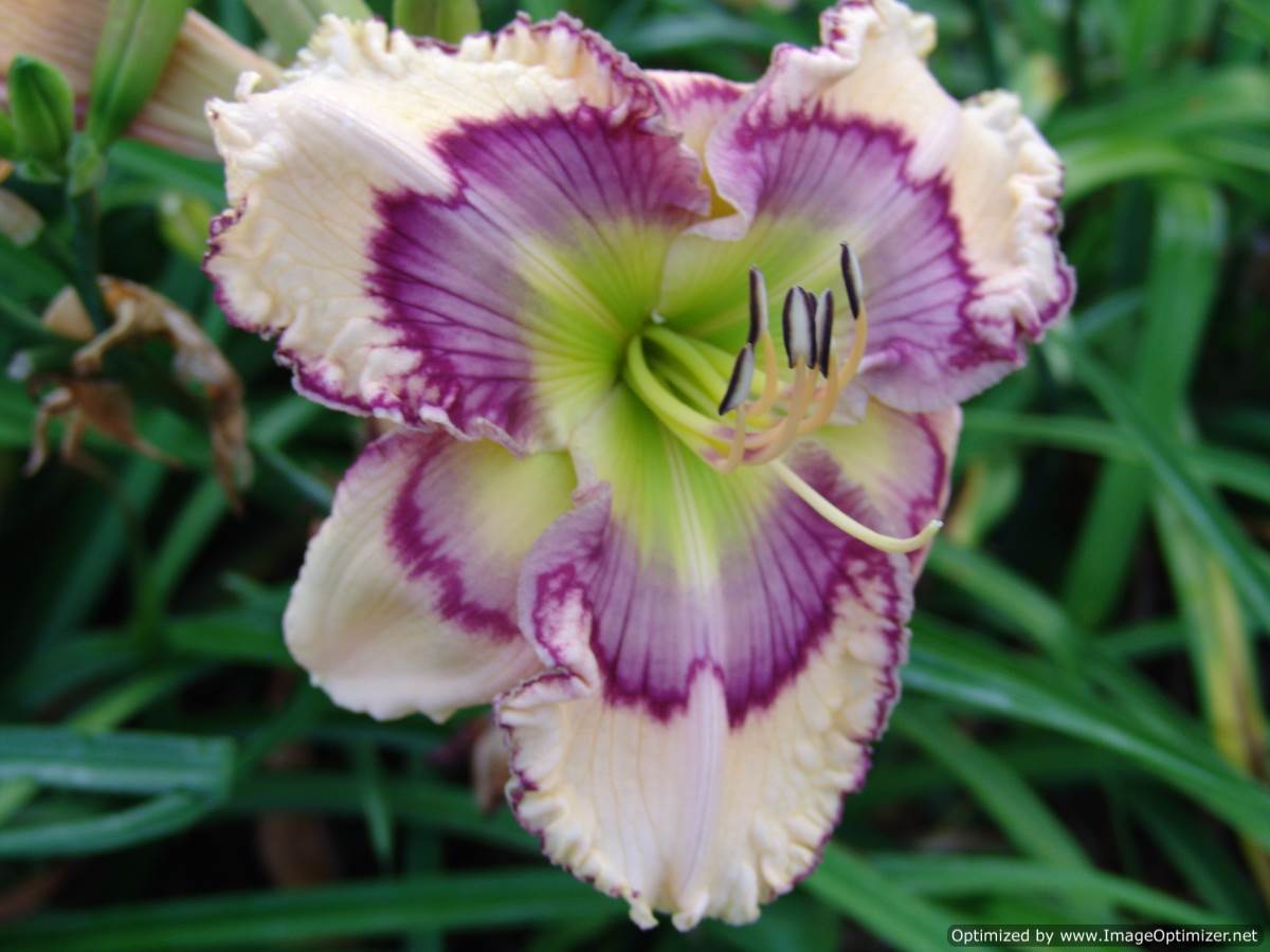 Photo of Daylily (Hemerocallis 'Colorful Etchings') uploaded by Calif_Sue