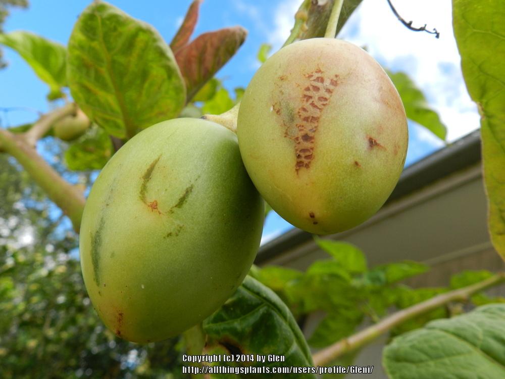 Photo of Tamarillo (Solanum betaceum) uploaded by Gleni