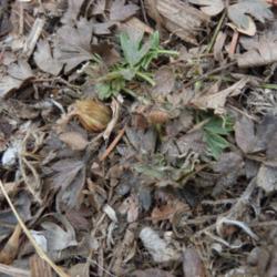 Location: My garden, Calgary, Alberta, Canada; zone 3.
Date: 2011-04-01
Golden-furred buds emerging.