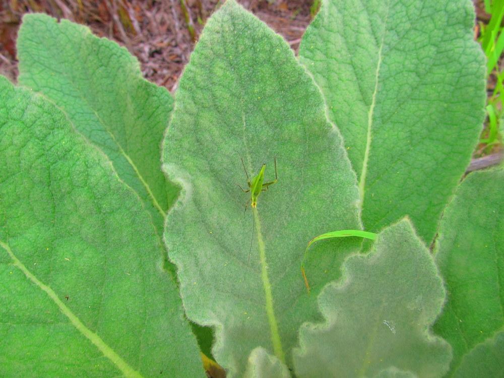 Photo of Common Mullein (Verbascum thapsus) uploaded by jmorth