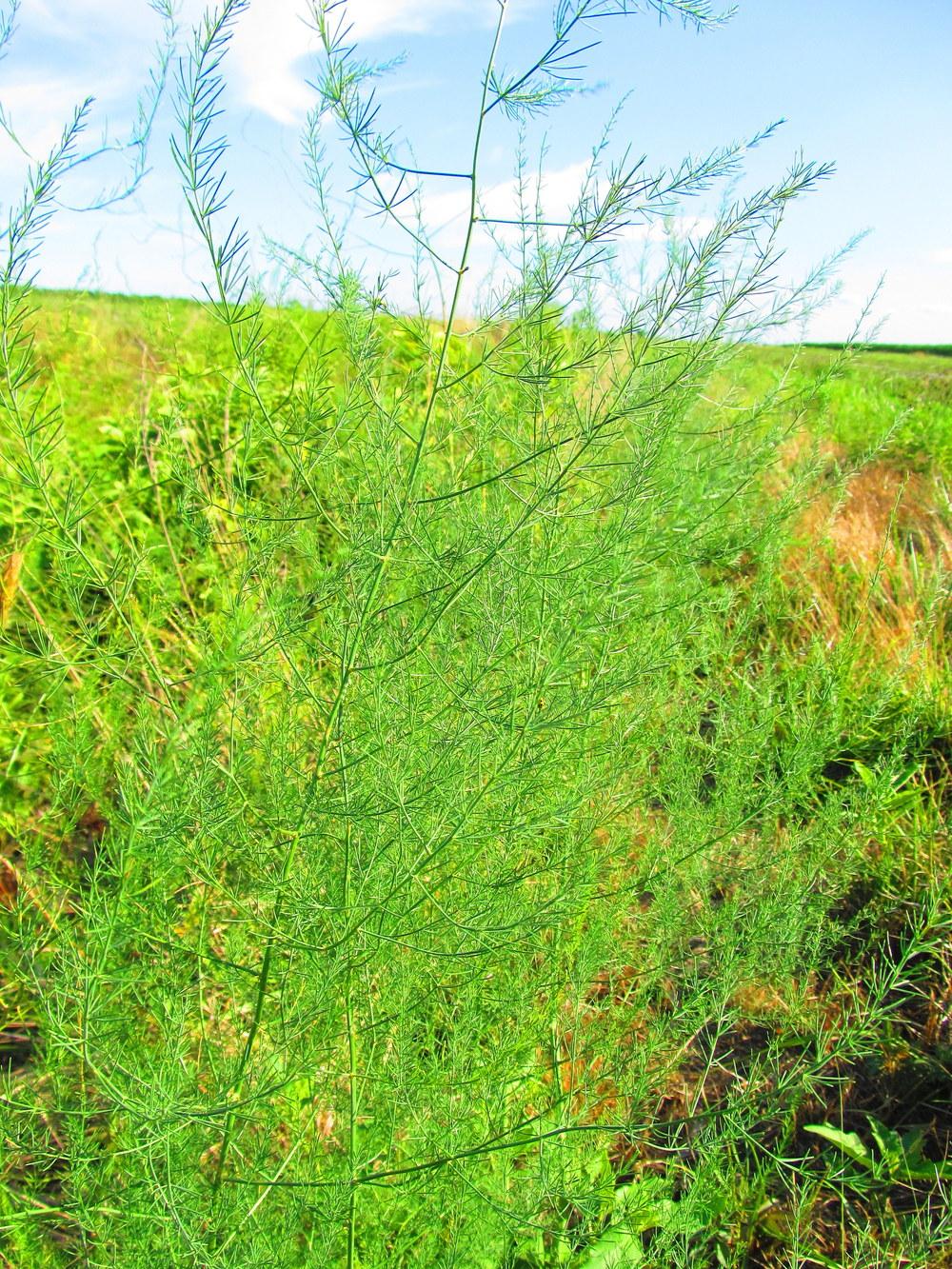 Asparagus Plant Care and Collection of Varieties