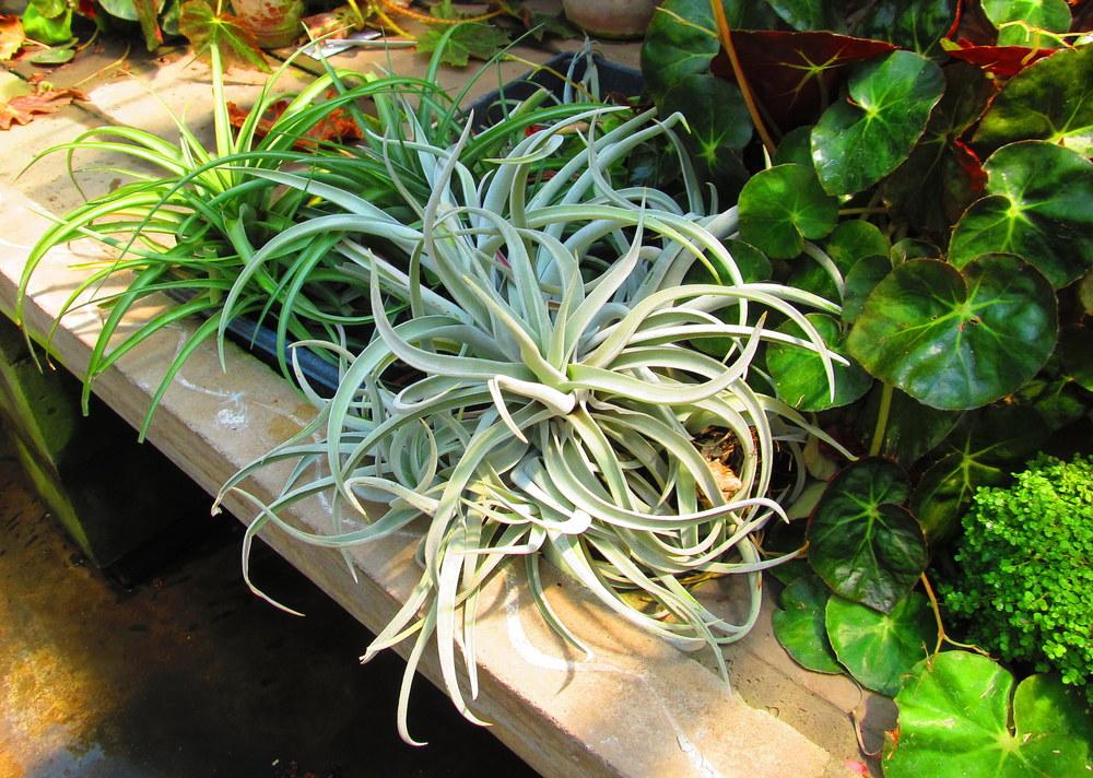 Photo of Air Plants (Tillandsia) uploaded by jmorth
