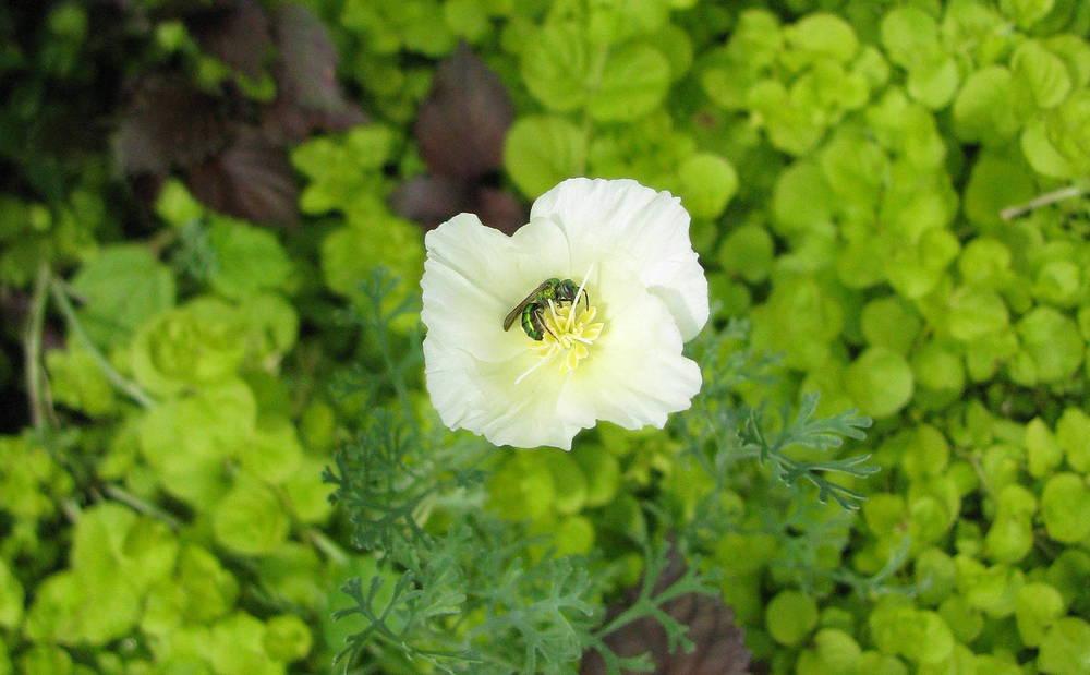 Photo of California Poppy (Eschscholzia californica) uploaded by jmorth