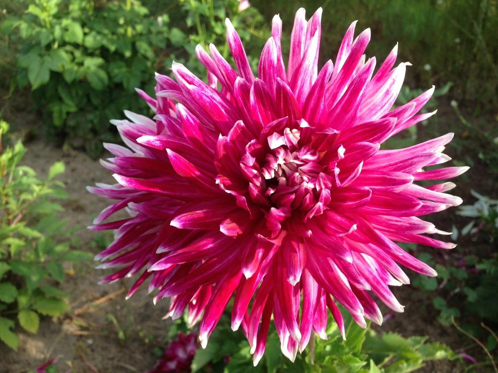 Photo of Dahlia 'Vancouver' uploaded by mabarberdo