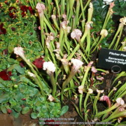 Location: Seattle Flower and Garden Show 2014
Date: 2014-02-07