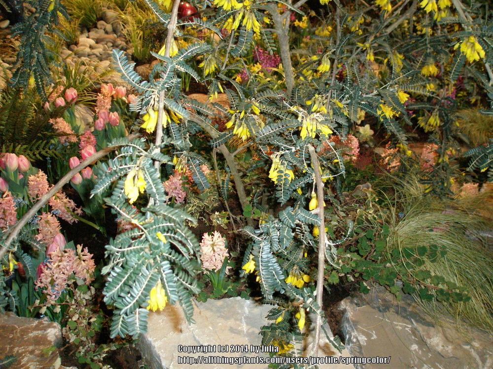 Photo of Kowhai (Sophora microphylla) uploaded by springcolor