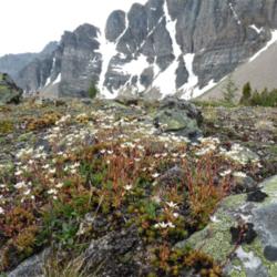 Location: Panorama Ridge, Banff N.P., alpine zone.
Date: 2013-07-19