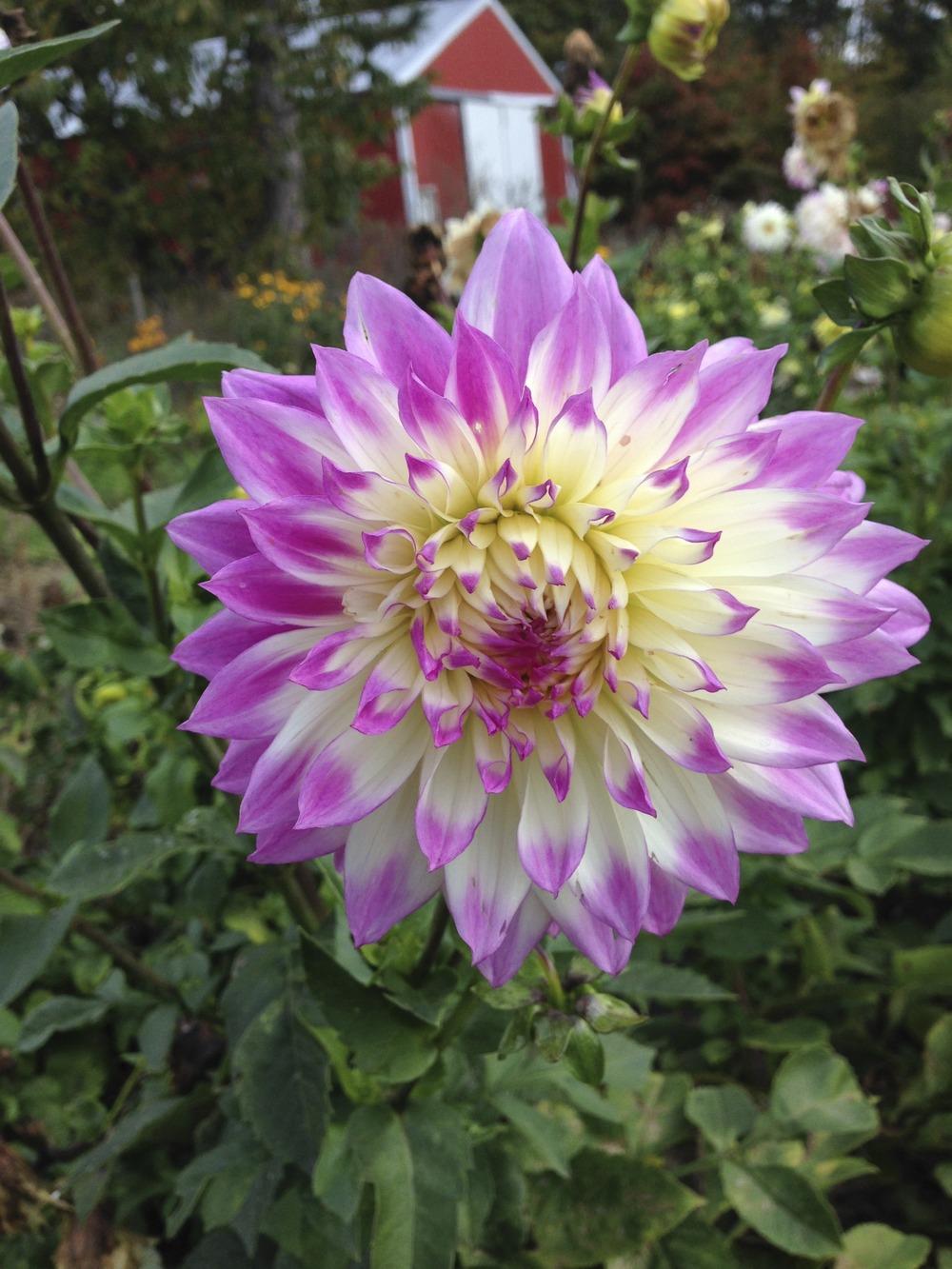 Photo of Dahlia 'Ferncliff Illusion' uploaded by mabarberdo