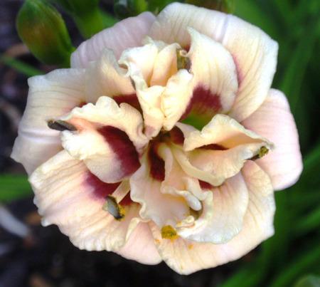 Photo of Daylily (Hemerocallis 'Tiny Tease') uploaded by Calif_Sue