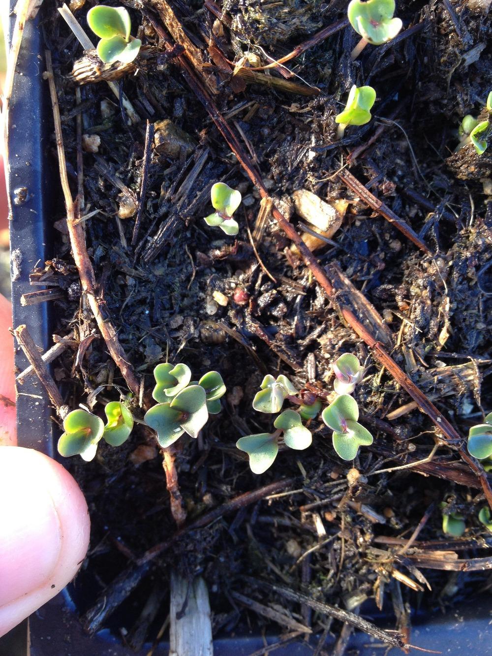 Photo of Cauliflower (Brassica oleracea var. botrytis 'Snowball') uploaded by grizzlyjoe
