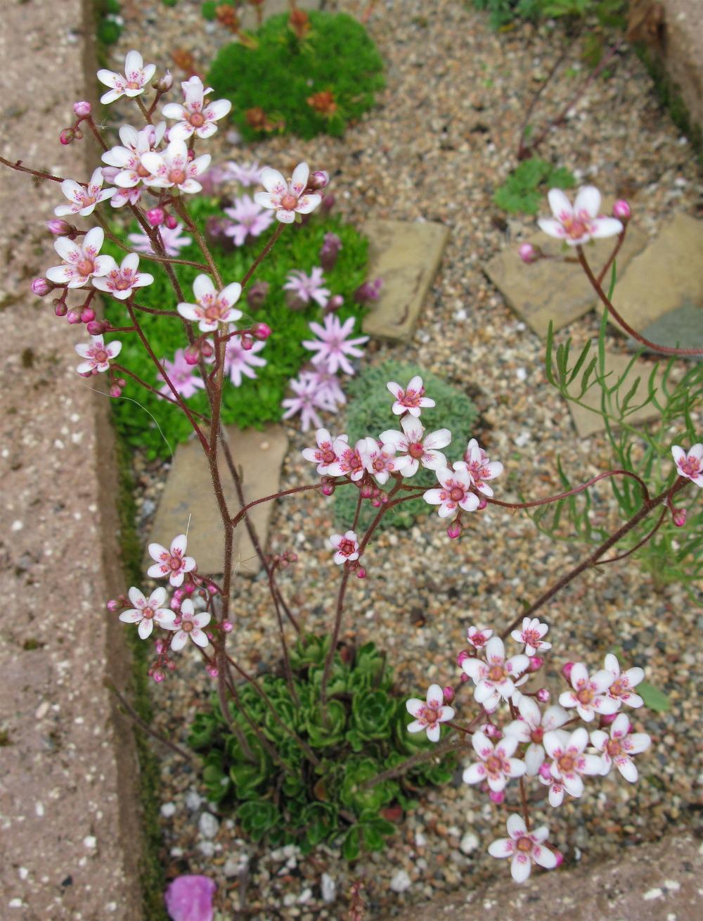 Photo of Encrusted Saxifrage (Saxifraga 'Winifred Bevington') uploaded by growitall