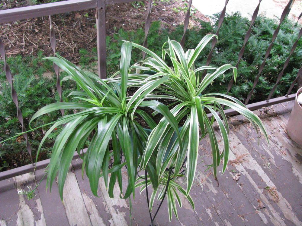 Photo of Spider Plant (Chlorophytum comosum) uploaded by jmorth