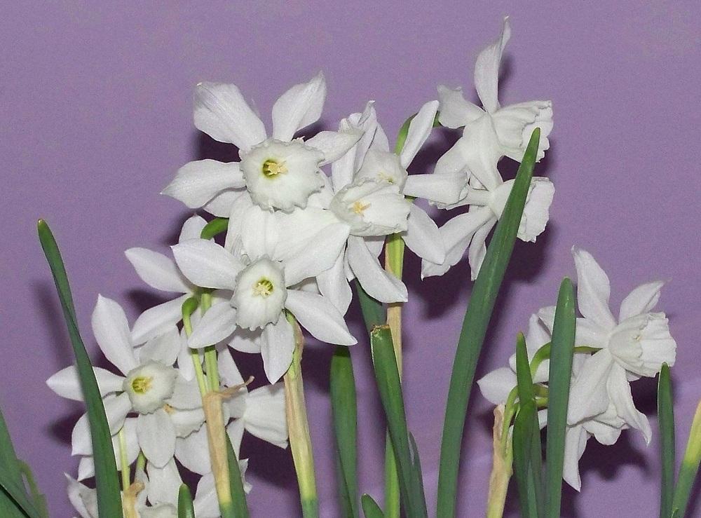 Photo of Triandrus Daffodil (Narcissus 'Thalia') uploaded by jmorth