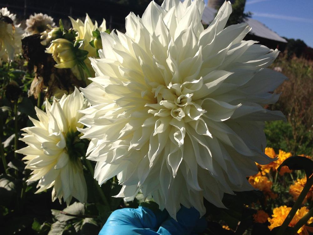 Photo of Dahlia 'White Perfection' uploaded by mabarberdo