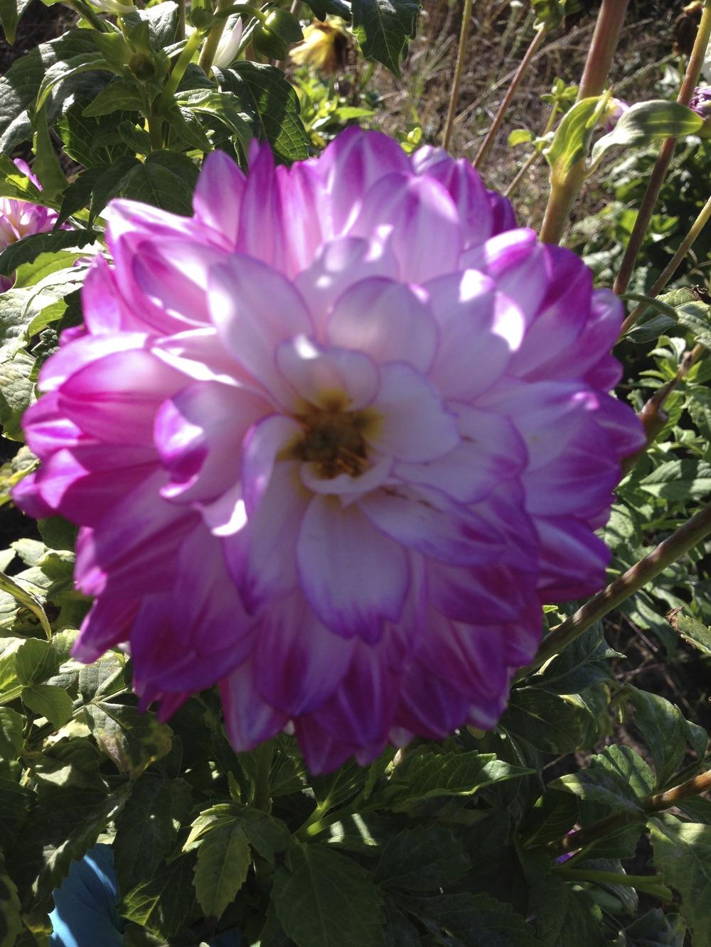 Photo of Dahlia 'Pink Isa' uploaded by mabarberdo