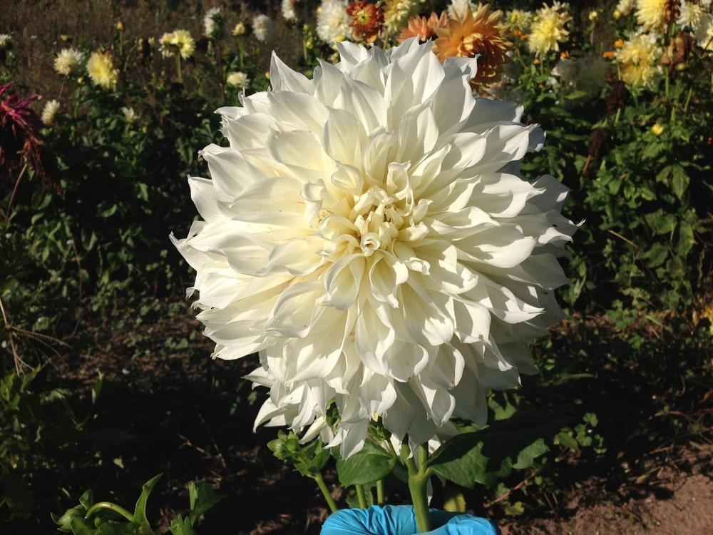 Photo of Dahlia 'White Perfection' uploaded by mabarberdo