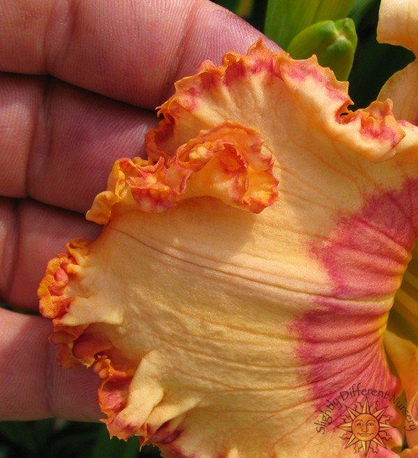 Photo of Daylily (Hemerocallis 'Sound of Color') uploaded by Calif_Sue