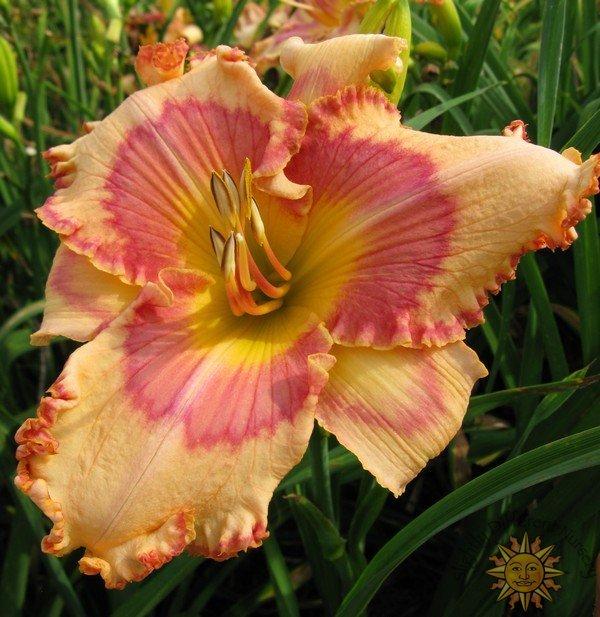 Photo of Daylily (Hemerocallis 'Sound of Color') uploaded by Calif_Sue