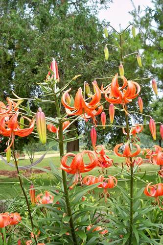Photo of Lily (Lilium 'Karen North') uploaded by Calif_Sue