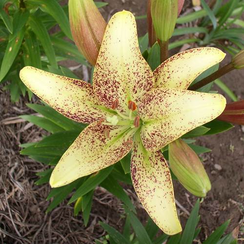 Photo of Lily (Lilium 'Suncrest') uploaded by Calif_Sue