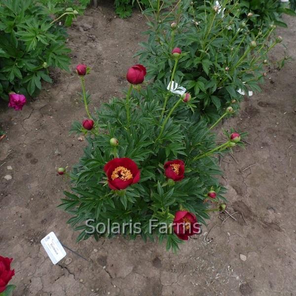 Photo of Peony (Paeonia 'Bordeaux') uploaded by Calif_Sue