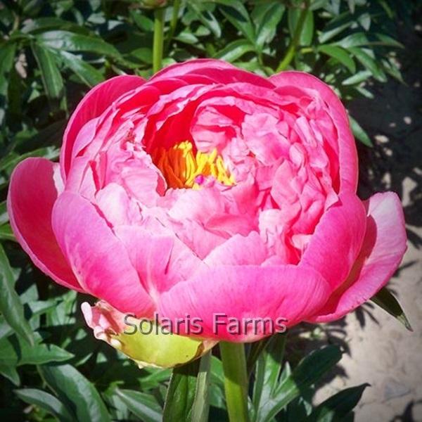 Photo of Garden Peony (Paeonia 'Coral Supreme') uploaded by Calif_Sue