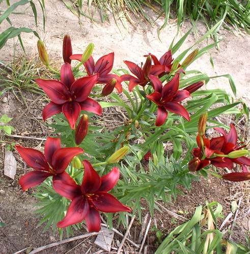 Photo of Lily (Lilium 'Black Out') uploaded by Calif_Sue