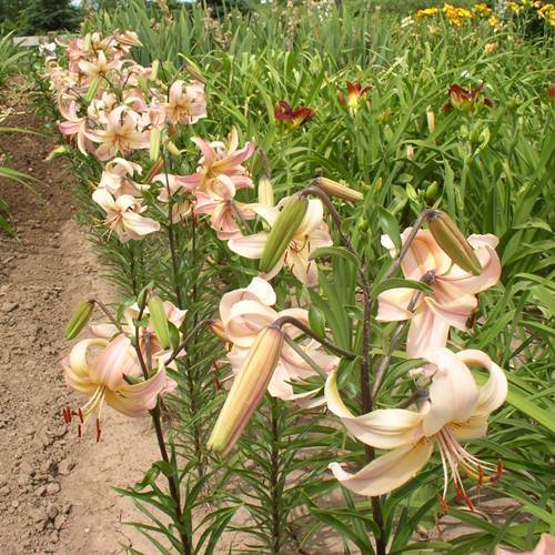 Photo of Lily (Lilium 'Salmon Twinkle') uploaded by Calif_Sue