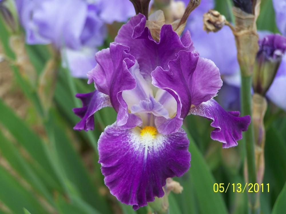 Photo of Intermediate Bearded Iris (Iris 'Sparkling') uploaded by Misawa77