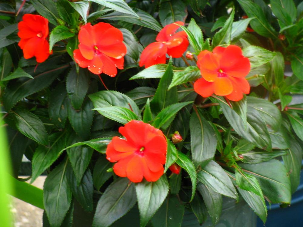 Photo of Impatiens uploaded by jmorth