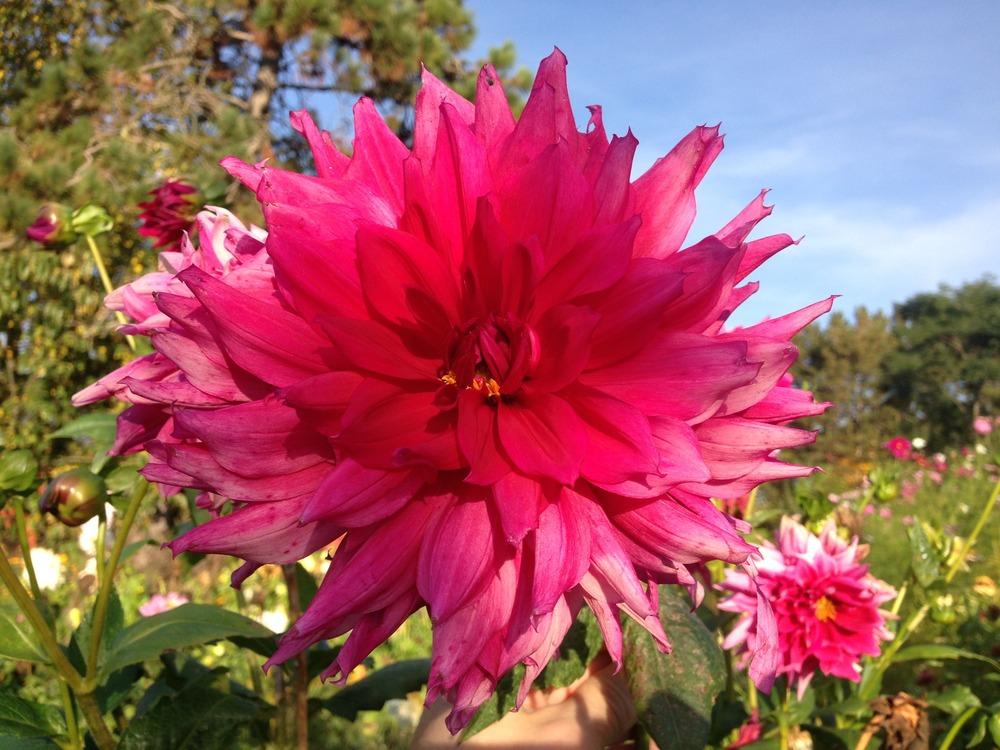 Photo of Dahlia 'Babylon Rose' uploaded by mabarberdo