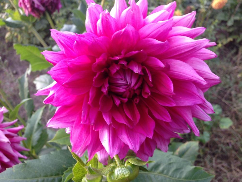 Photo of Dahlia 'Babylon Rose' uploaded by mabarberdo