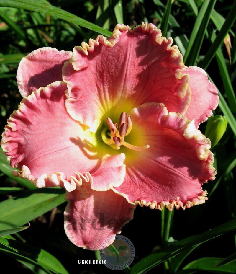 Photo of Daylily (Hemerocallis 'Shores of Time') uploaded by Char