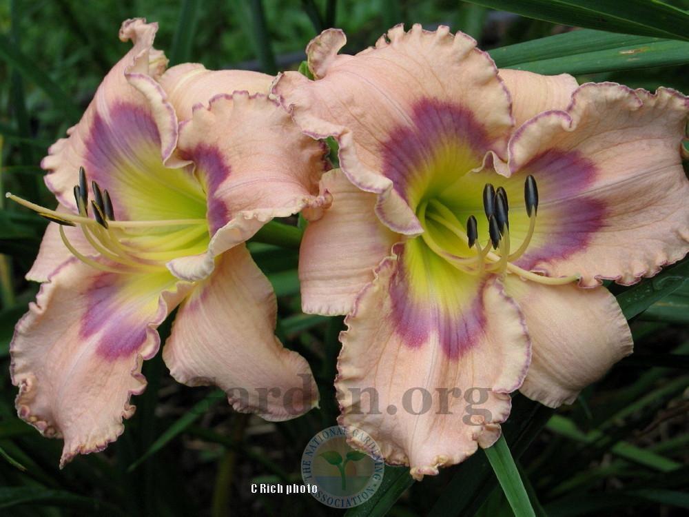 Photo of Daylily (Hemerocallis 'Total Commitment') uploaded by Char