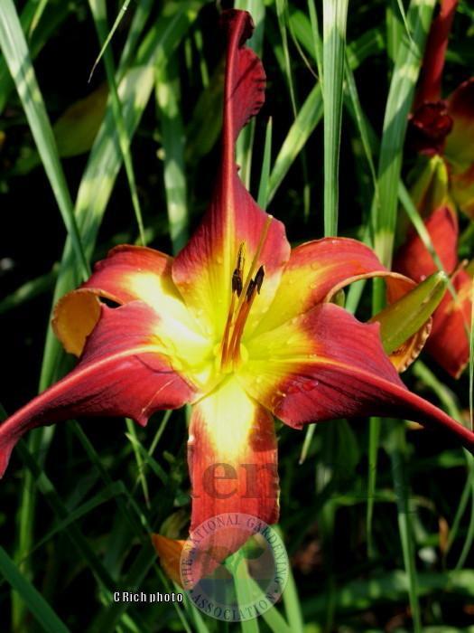 Photo of Daylily (Hemerocallis 'Red Suspenders') uploaded by Char