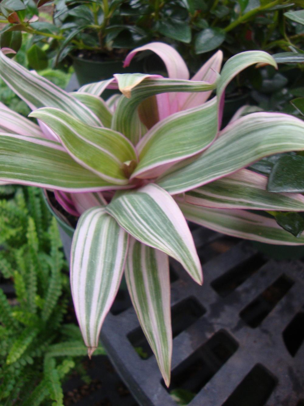 Photo of Oyster Plant (Tradescantia spathacea) uploaded by Paul2032