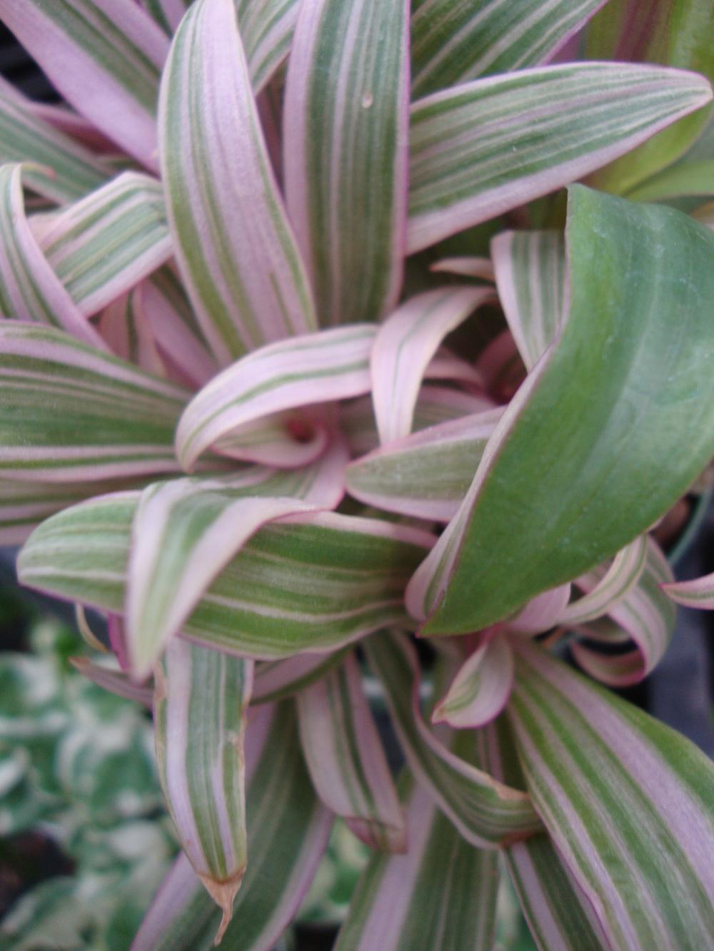 Photo of Oyster Plant (Tradescantia spathacea) uploaded by Paul2032