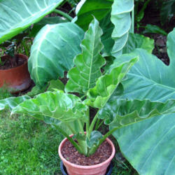 Location: z6a MA, my garden
Date: 2013-08-17
Colocasia 'Thailand Giant Strain' to right.