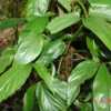Mature leaves. eMonocot Team Syngonium CATE Araceae http://aracea