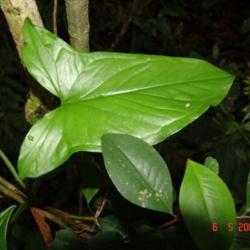 
Immature leaf. eMonocot Team Syngonium CATE Araceae http://aracea