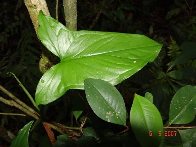 Photo of Arrowhead Vine (Syngonium podophyllum var. podophyllum) uploaded by eclayne