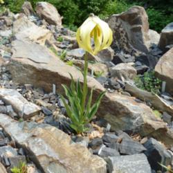 Location: In the garden of an expert alpine gardener, Calgary, Alberta, Canada; zone 3.
Date: 2011-06-26