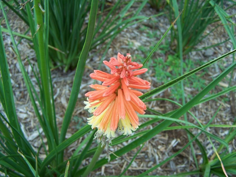 Photo of Torch Lilies (Kniphofia) uploaded by jmorth