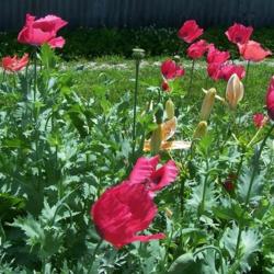 Location: central Illinois
Date: 2007
poppies blowing in the wind