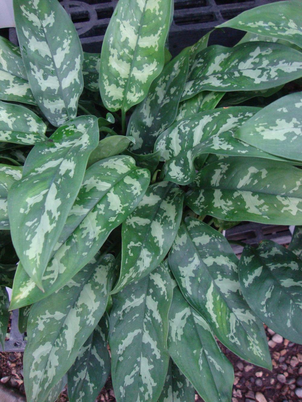 Photo of Chinese Evergreen (Aglaonema 'Emerald Beauty') uploaded by Paul2032